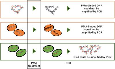 The Application of PMA (Propidium Monoazide) to Different Target Sequence Lengths of Zebrafish eDNA: A New Approach Aimed Toward Improving Environmental DNA Ecology and Biological Surveillance